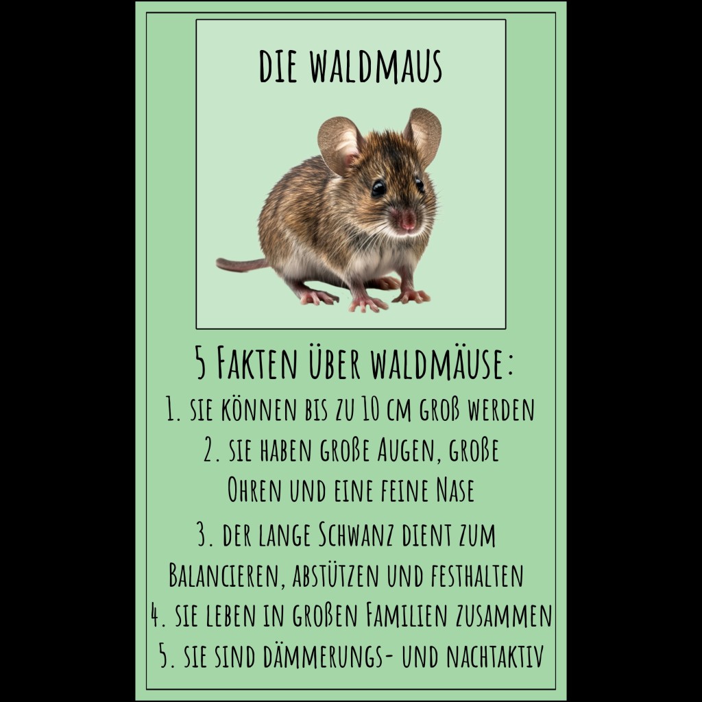 Forest animals –&nbsp;Waldtiere